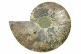 Cut & Polished Ammonite Fossil (Half) - Madagascar #347503-1